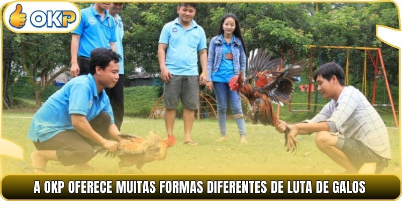 A OKP oferece muitas formas diferentes de luta de galos