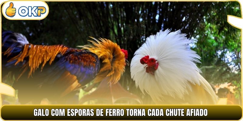 Galo com Esporas de Ferro torna cada chute afiado